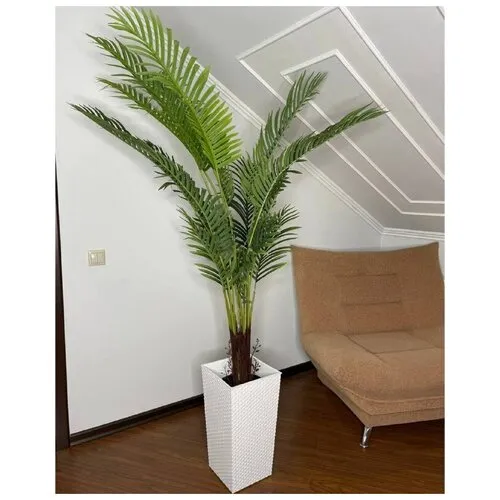 Другие популярные виды комнатных пальм